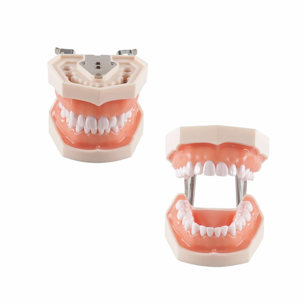 Dental Typodont Zähne Modell 28 PCS Ersatz Zähne für Zahnarzt Praxis Ausbildung Zahnärzte Studenten
